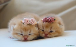 British Shorthair cats for sale: Golden Kittens - Ready December - Reg & Licensed - Image 8