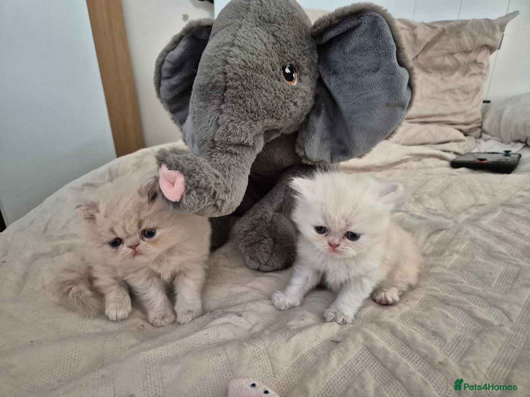 Persian cats for sale: Adorable Female Chinchilla Persian - ready now - Image 4