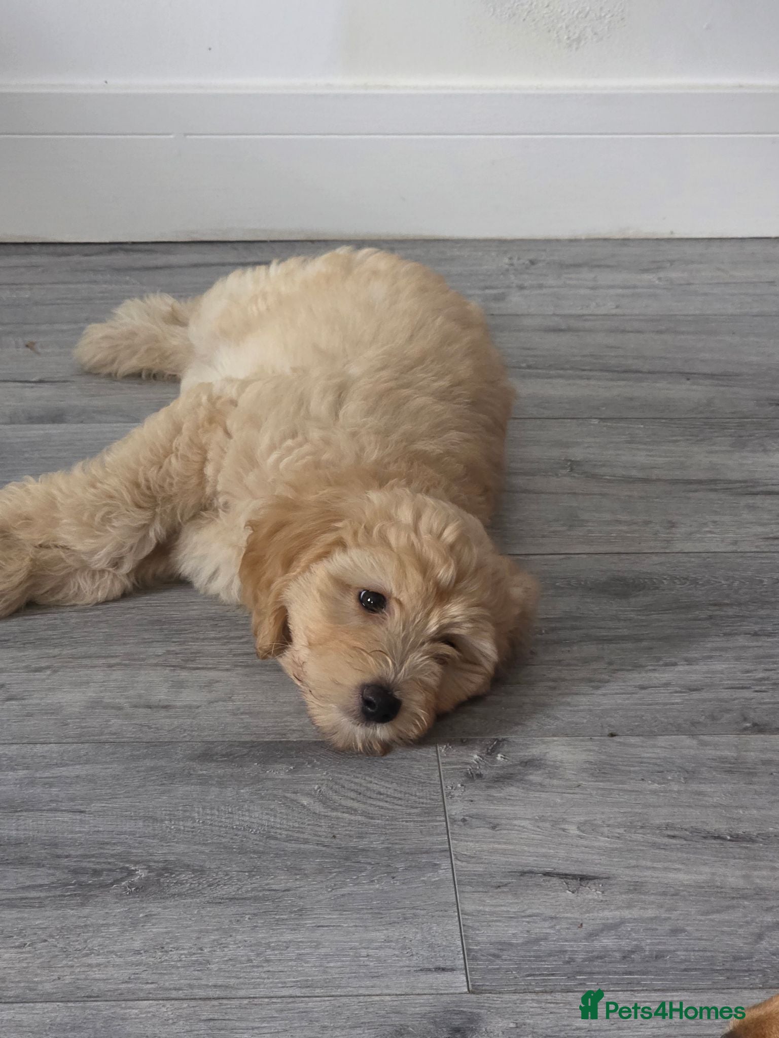 Labradoodle dogs £750 2 left 💜🩷 2 remaining colours available  - Advert 2