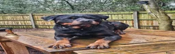 Rottweiler dogs for sale: Loyal Rottweiler Looking for Her Forever Home - Advert 6