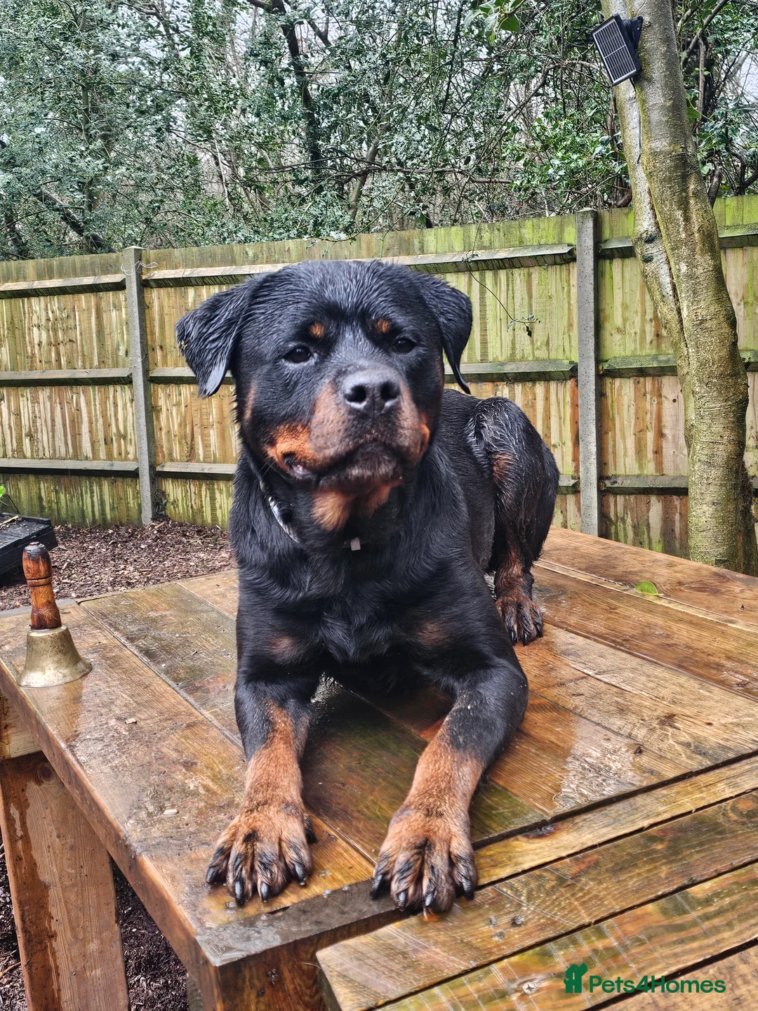 Rottweiler dogs for sale: Loyal Rottweiler Looking for Her Forever Home - Advert 6