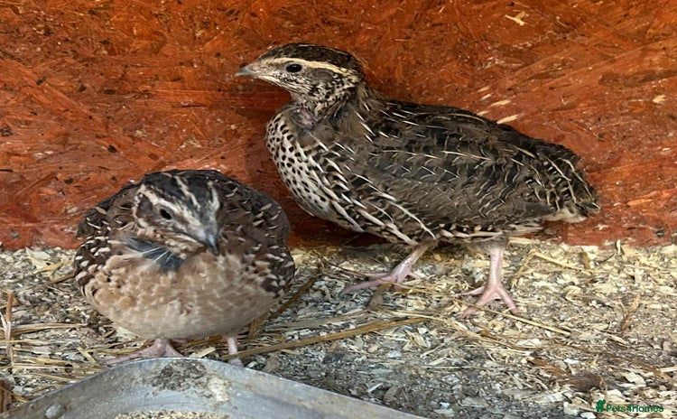 Quail poultry - Advert 3