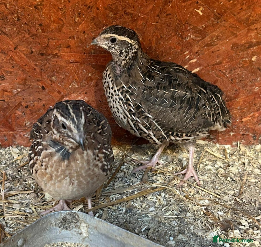 Quail poultry for sale: Live cortunix quail for sale - Image 1