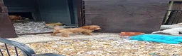 Cockapoo dogs for sale: Beautiful cockerpoos in Chichester - Advert 21