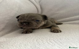 French Bulldog dogs for sale: Fluffy French bulldog pups  - Image 2