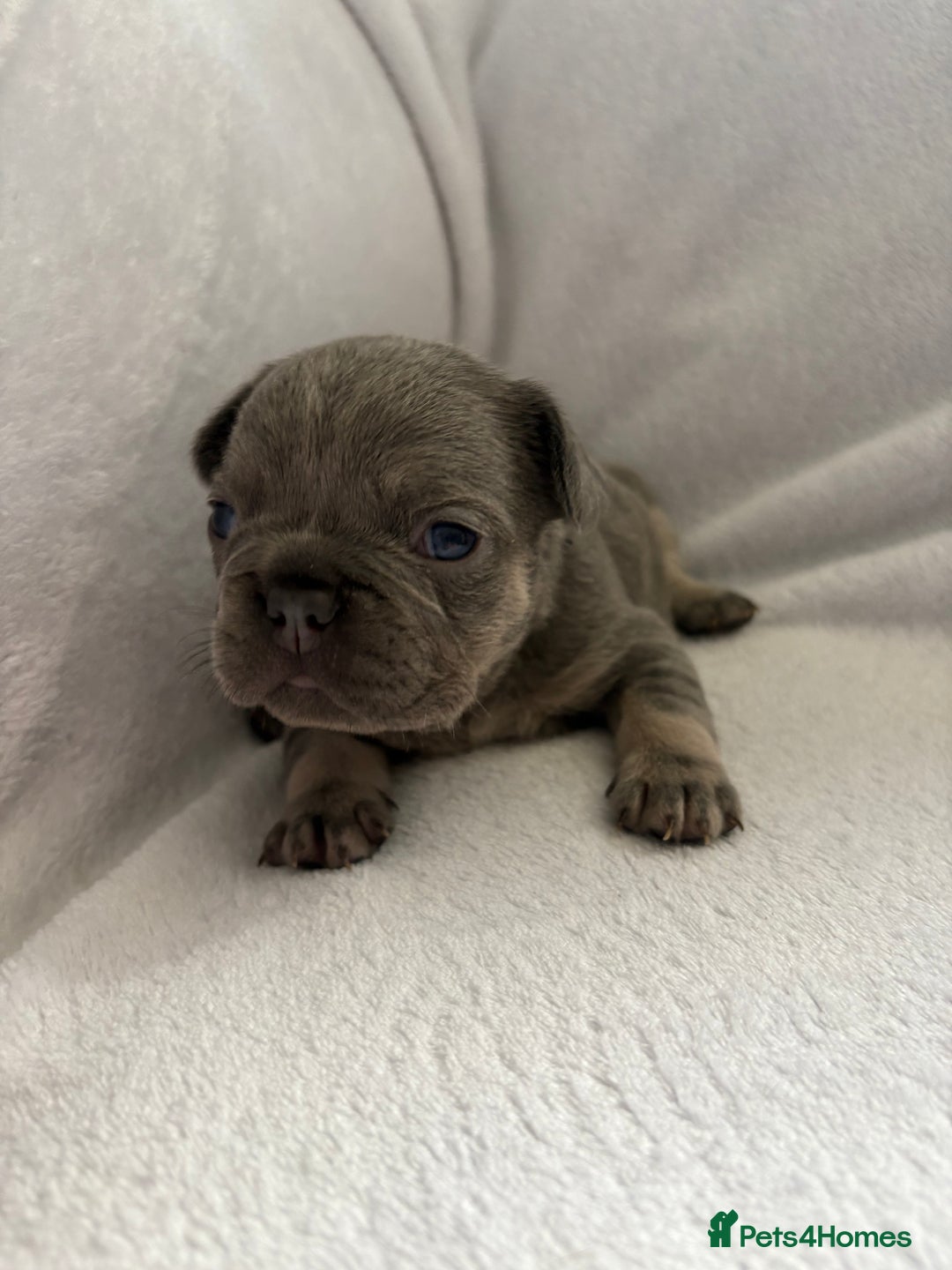 French Bulldog dogs for sale: Fluffy French bulldog pups  - Image 2