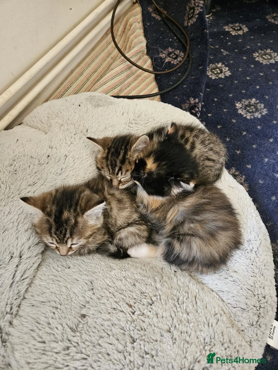 Mixed Breed cats for sale: Gorgeous mixed Breed Kitten - Advert 9