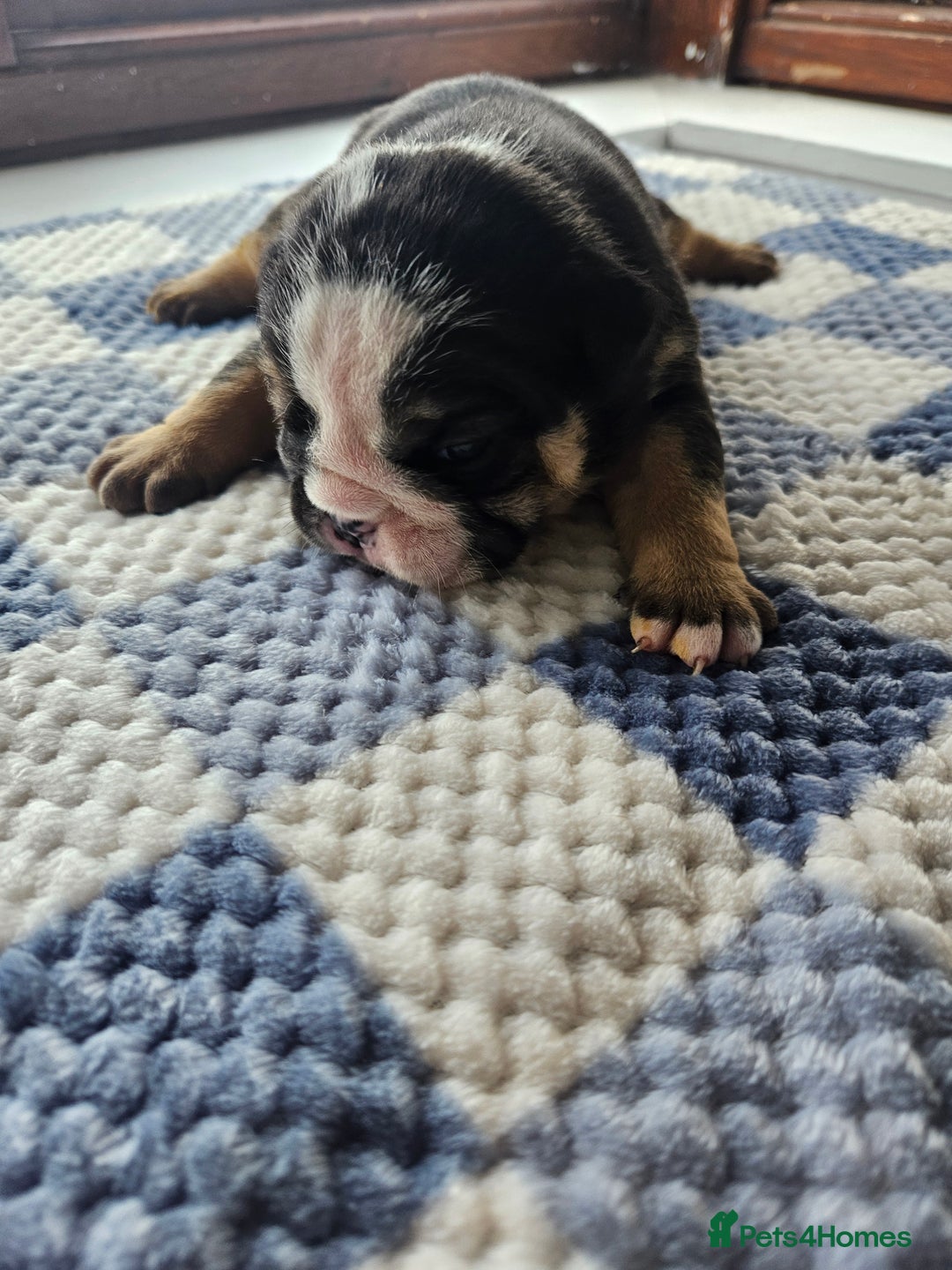 English Bulldog dogs for sale: Kc british bulldog pups💙❤️ - Image 12