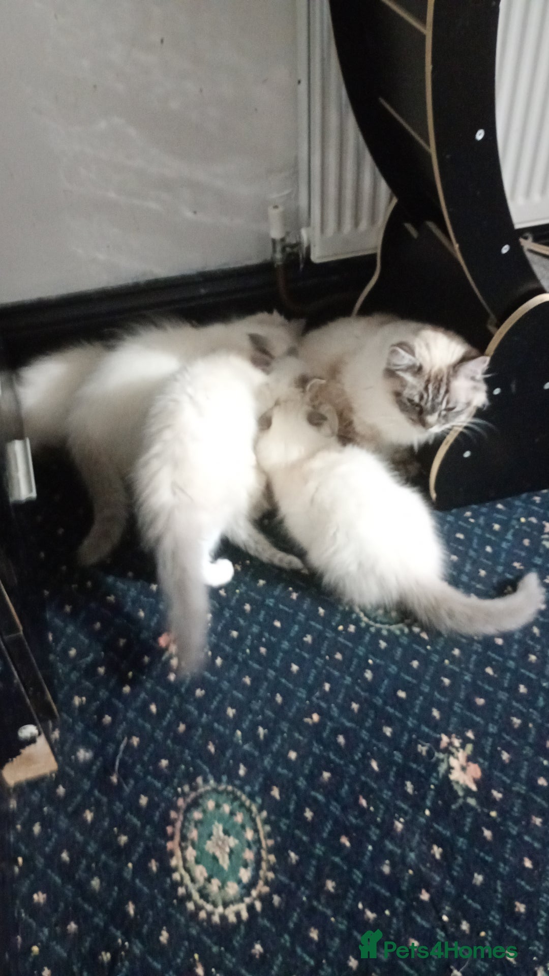 Ragdoll cats for sale: Pedigree Ragdolls for sale £495 - Image 1