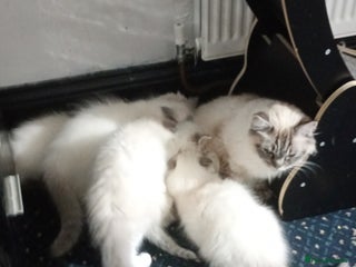 Ragdoll cats for sale - Advert 1
