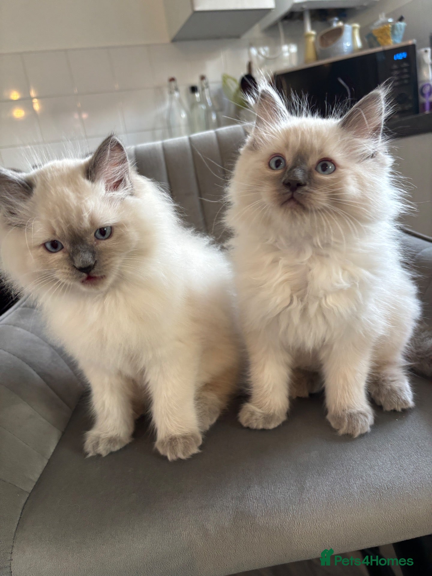 Ragdoll cats Only 2 left, Blue mitted,large-sized line Ragdolls - Advert 1