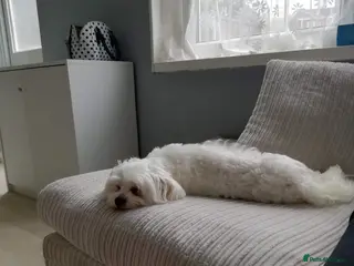 Maltese dogs 8 year old maltese - Advert 7