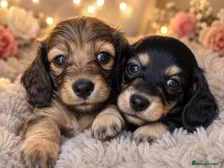 Miniature Dachshund dogs 🌟KC reg.Miniature LH Dachshund Puppies 🌟 - Advert 6
