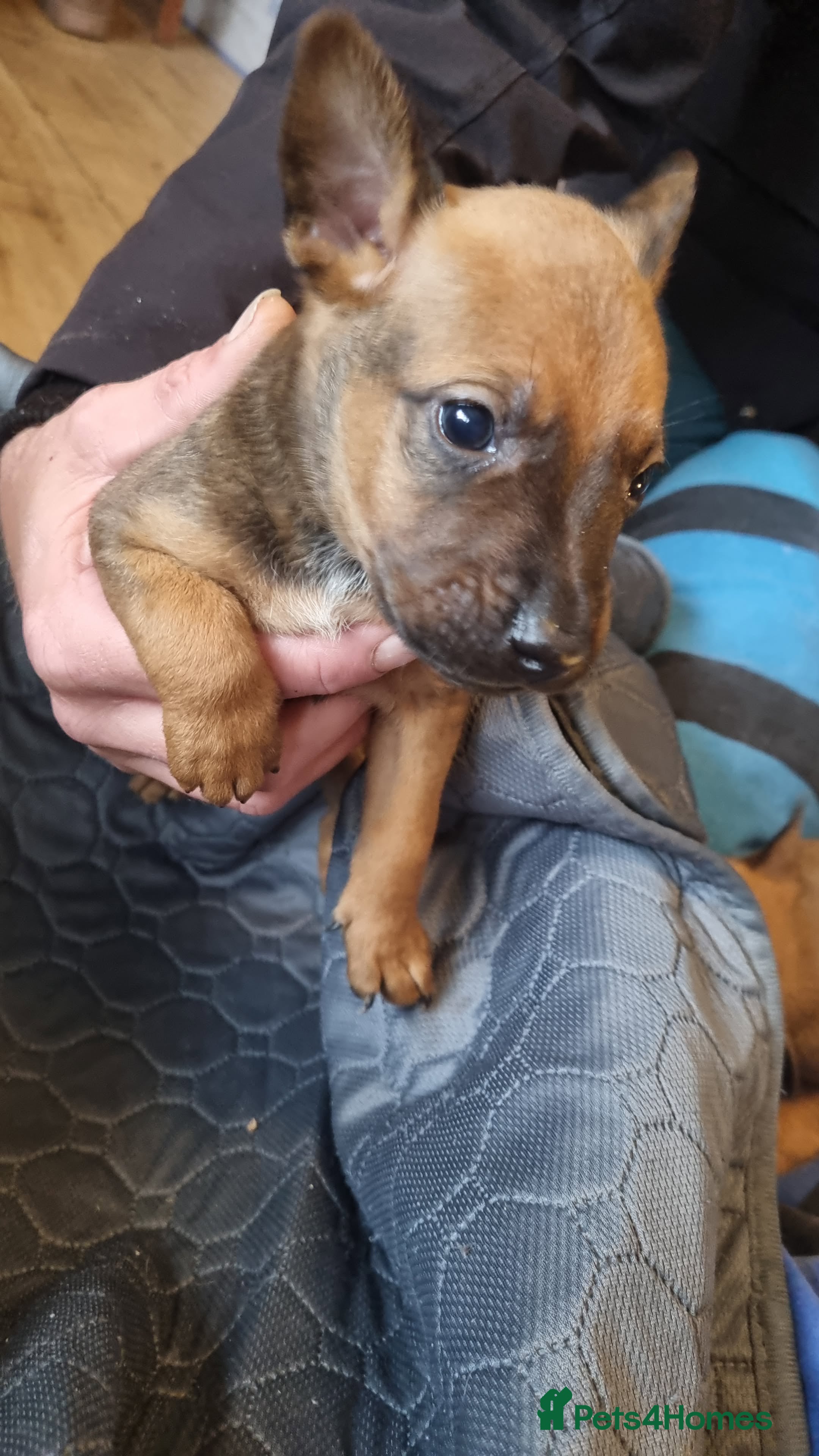 Mixed Breed dogs for sale: Stunning mixed liter of Belgiu malis x staff pups  - Advert 2