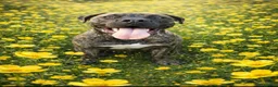 Boerboel dogs for sale: Beautiful female Boerboel for sale  - Advert 3