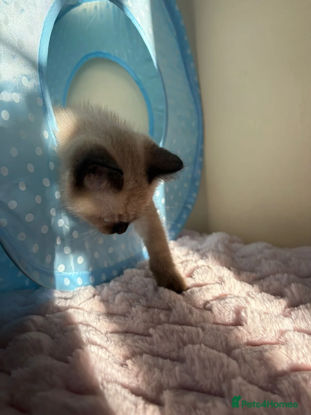 Ragdoll cats for sale: Female Ragdoll Cross Kitten  - Advert 6