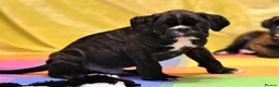 Boxer dogs for stud: KC Registered boxer for stud - Advert 27