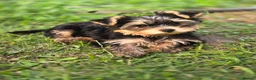 Yorkshire Terrier dogs for sale: Aurelija  - Advert 3