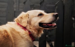 Golden Retriever dogs for stud: Stunning Golden Retriever for Stud –  meet Sammy - Image 2