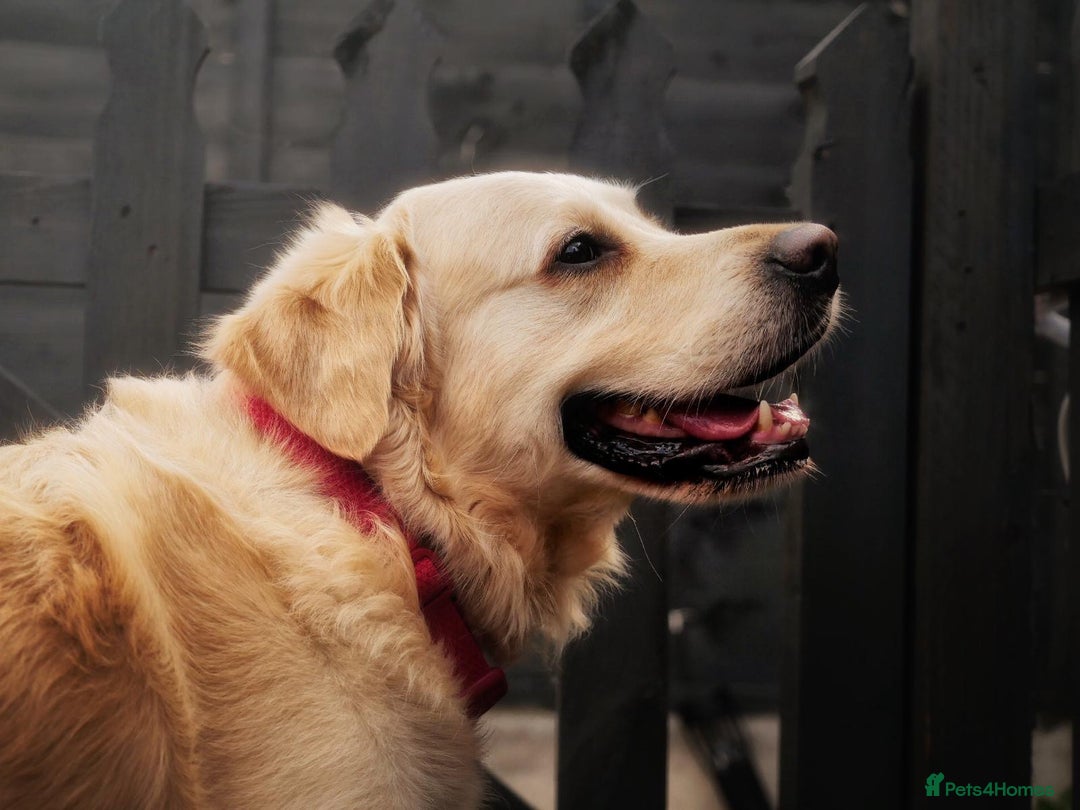 Golden Retriever dogs for stud: Stunning Golden Retriever for Stud –  meet Sammy - Image 2