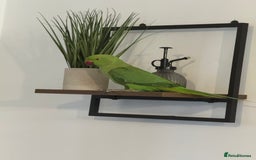 Parrots birds for sale: Tamed loving Parrot  - Image 1