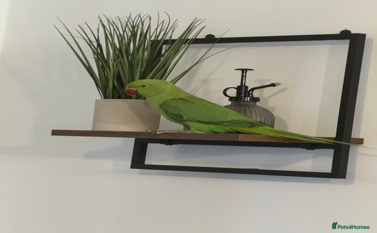 Parrots birds - Advert 1
