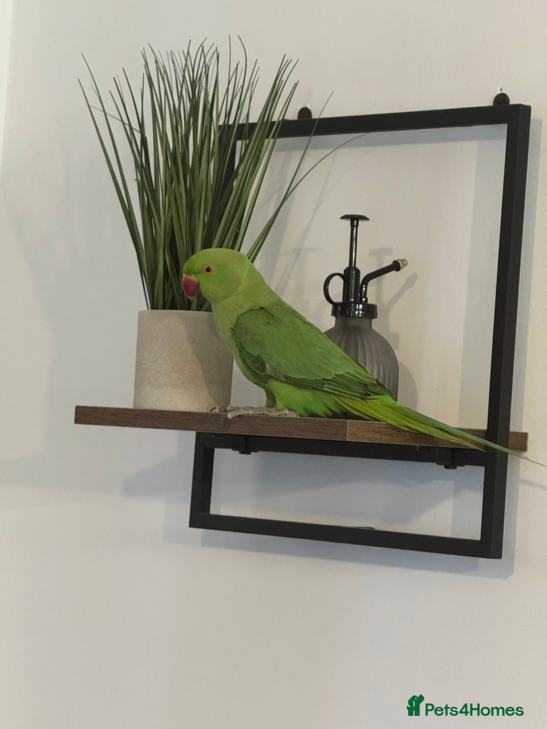 Parrots birds for sale: Tamed loving Parrot  - Image 1