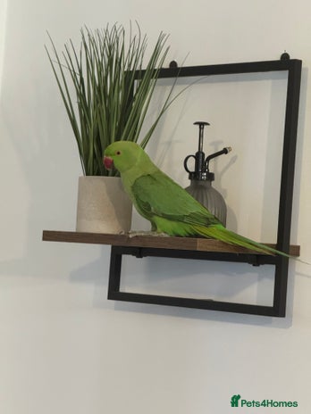 Parrots birds - Advert 1