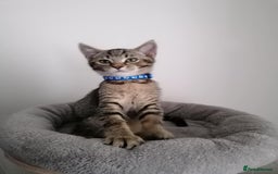 Scottish Fold cats for sale: Scottish Cross - Image 4