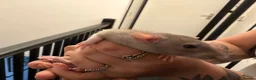 Rat rodents for sale: Adorable baby dumbo rats  - Advert 22