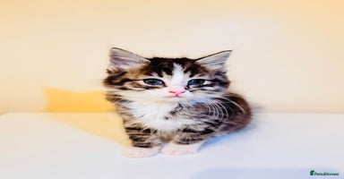 Ragdoll cats in Birmingham - Advert 8
