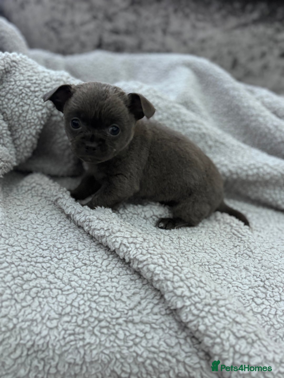 Chihuahua dogs for sale: KCREG Long/Shorthair chihuahua Champ/russian Lines - Advert 17