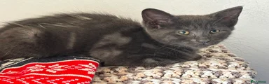 Maine Coon 1