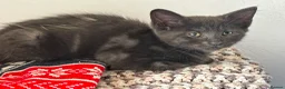 Maine Coon cats for sale: Gorgeous Blue Smoke Maine Coon Cross - Advert 11