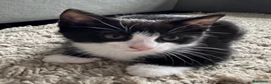 European Kitten 