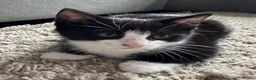 European cats for sale: TUXEDO KITTEN (FEMALE) - Advert 2