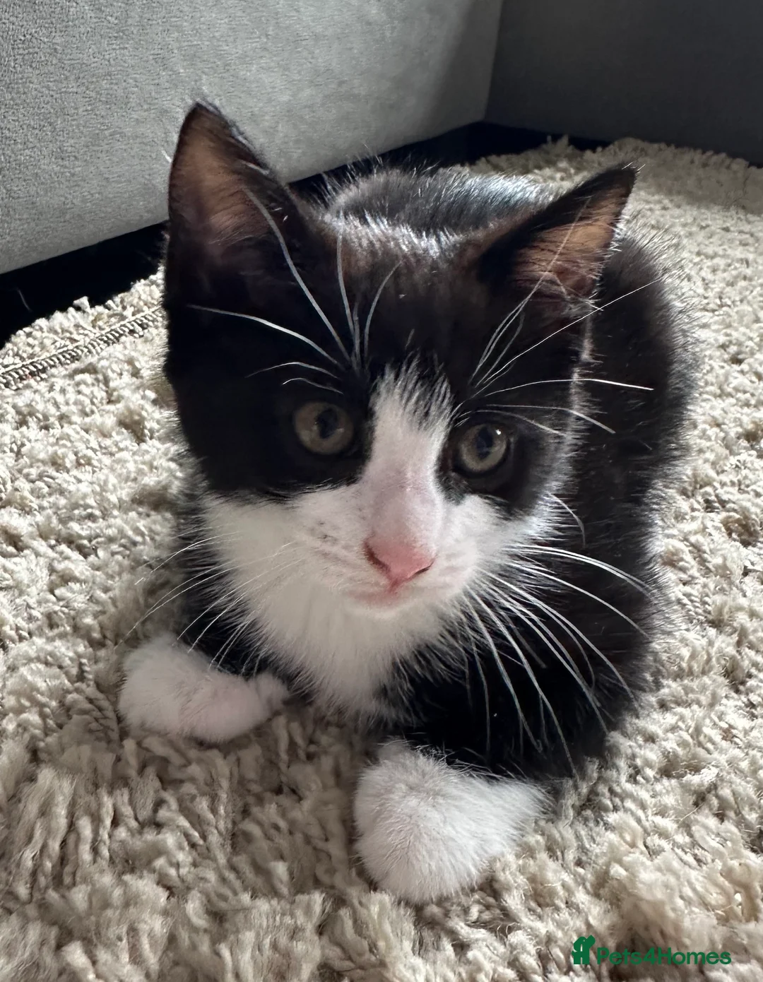 European cats for sale: TUXEDO KITTEN (FEMALE) - Advert 2