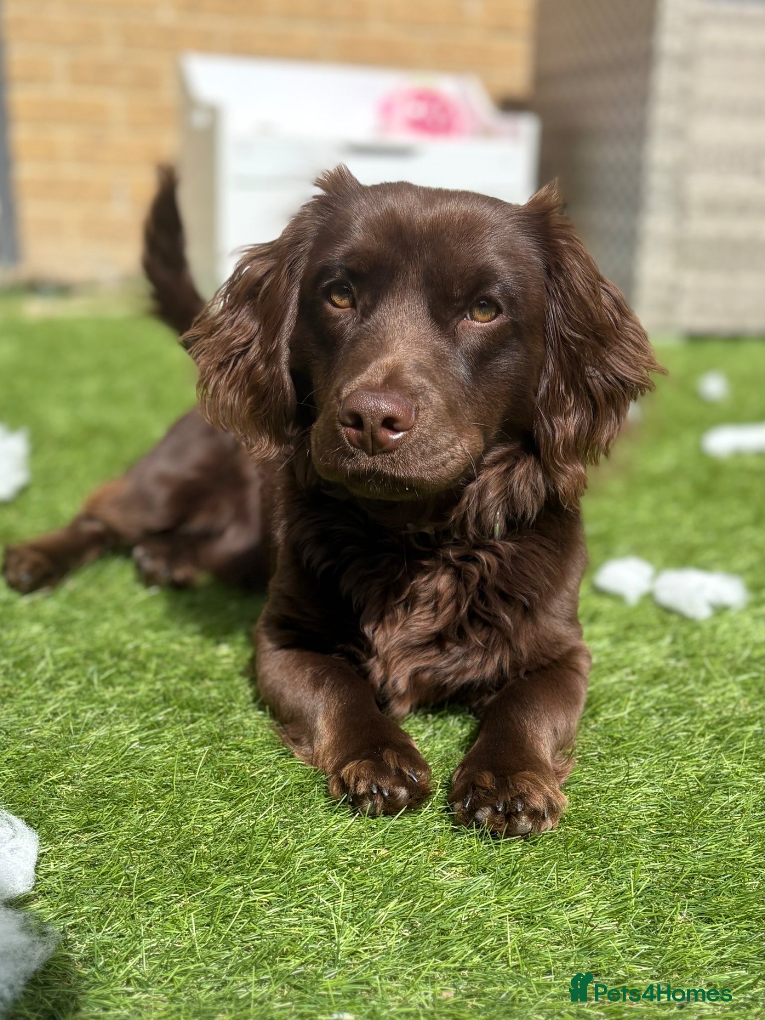 Mixed Breed dogs ‘Docker’ Dachshund x Cocker Spaniel  - Advert 2