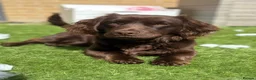 Mixed Breed dogs for sale: ‘Docker’ Dachshund x Cocker Spaniel  - Advert 1