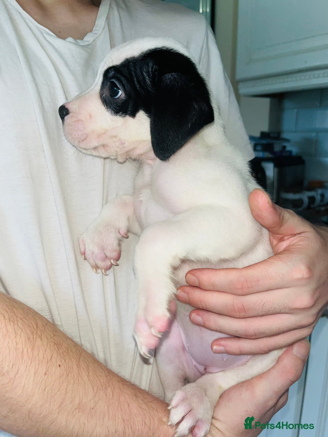 American Bull Staffy dogs for sale: 2 Female American bull x staff puppies left - Image 37