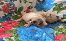 Australian Shepherd dogs for sale: Champion kc registerd pups - Image 18