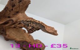 Gecko reptiles for sale: Adult Crested Geckos - Image 13