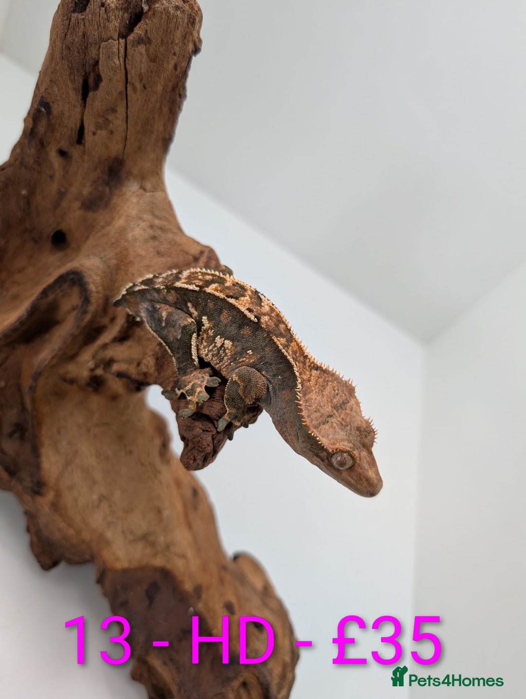 Gecko reptiles for sale: Adult Crested Geckos - Image 13