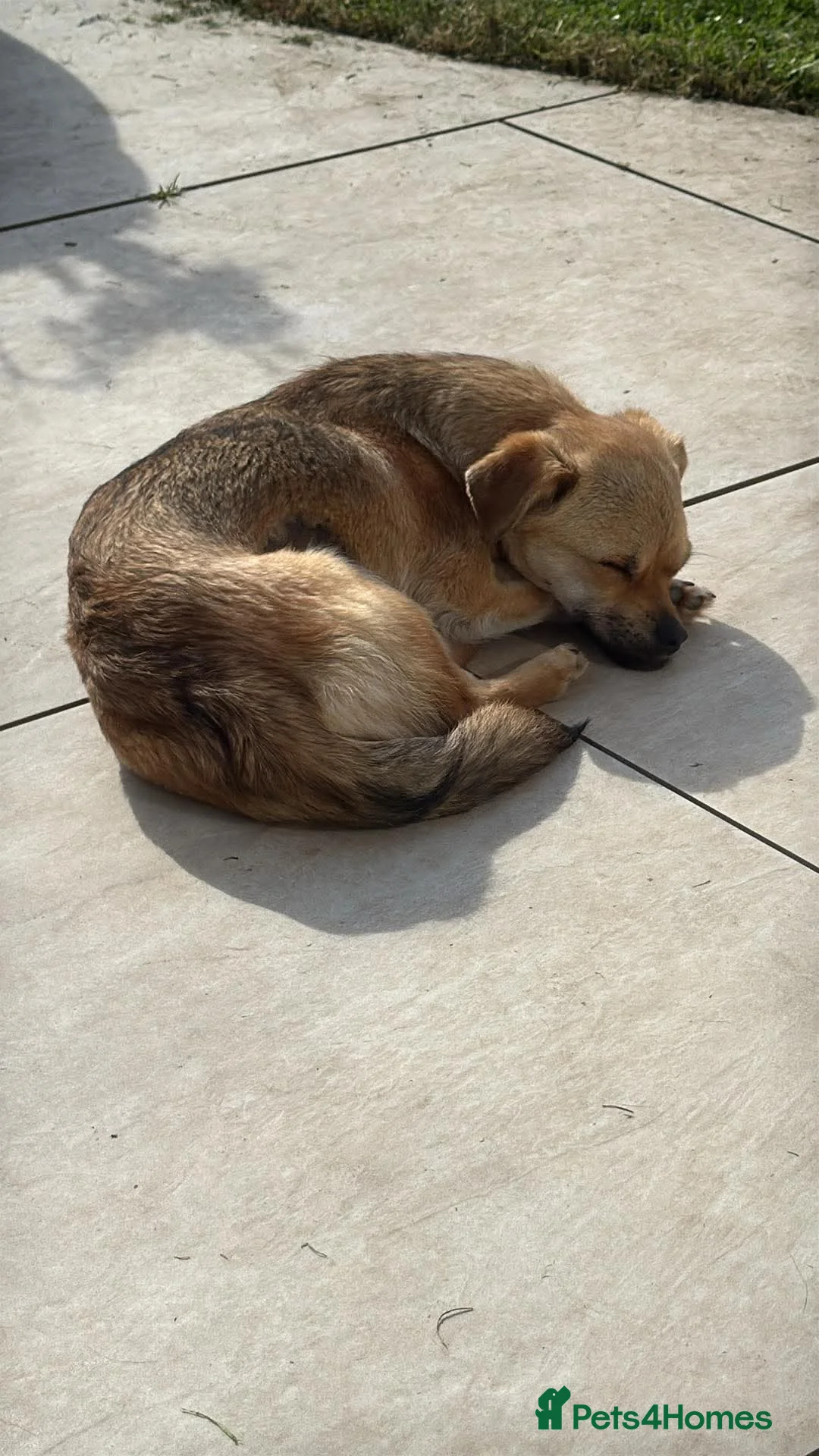 Chihuahua dogs for adoption: Lyra  - Advert 2