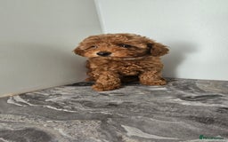 Toy Poodle dogs for sale: Beautiful Red Toy Poodle Puppies - Image 11