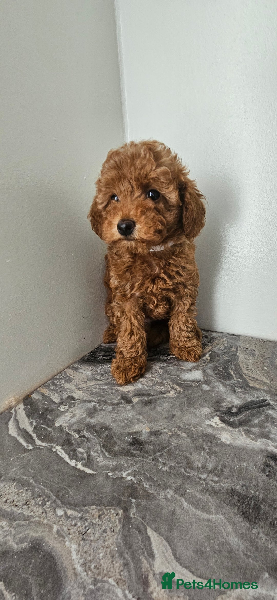 Toy Poodle dogs for sale: Beautiful Red Toy Poodle Puppies - Image 11