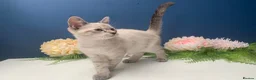 Siberian cats for sale: BEAUTIFUL LYNX POINT X SIBERIAN BABIES  - Advert 12