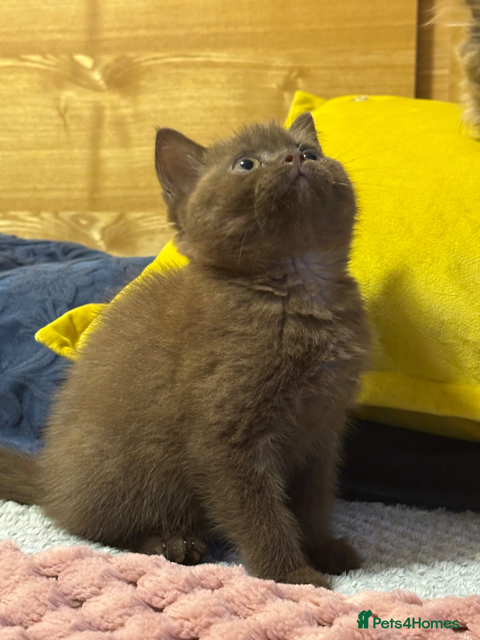 British Shorthair cats for sale: GCCF  registered Carriers cinnamon  color  - Advert 3