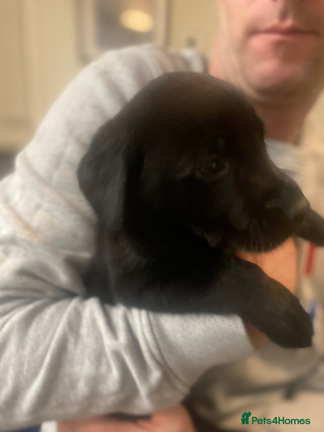 Labrador Retriever dogs for sale: Gorgeous Working Labrador puppies  - Advert 6