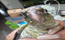 Conures birds for sale: Tamed hand-fed baby conure - Image 5